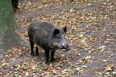 Killikus&reg; Fotographie